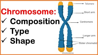 What is a Chromosome  Hindi  Kajal Sandhu [upl. by Ahsinek]