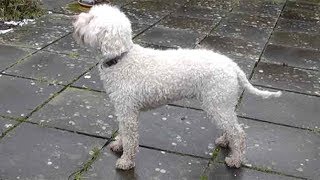 Dog Breed Video Lagotto Romagnolo [upl. by Fesoj]