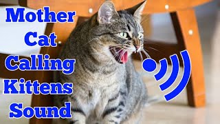 Mother Cat Calling For Her Kittens Sound Effect  Mom Cat Calling Her Kittens  Mama Cat Voice Meow [upl. by Enelegna]