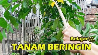 TANAM BONSAI BERINGIN BENJAMINA [upl. by Lou607]