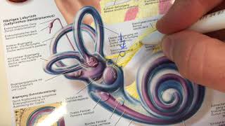 Schwindelerkrankungen Neuropathia Vestibularis  Dr Bodo Schiffmann – Schwindelambulanz Sinsheim [upl. by Franciscka]