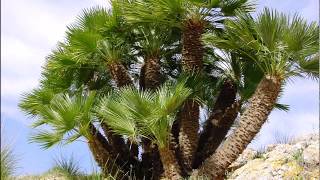 Chamaerops humilis [upl. by Kari]