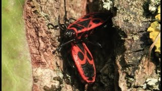 Janvier  la vie au ralenti pour survivre à lhiver  SuperNaturel [upl. by Allayne]