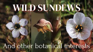 Breede River valley  Wild sundews and more [upl. by Yendys]