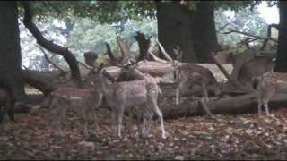 Fallow Rut 2008  a rutting stand in action [upl. by Neelra]