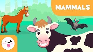 Mammals for kids  Vertebrate animals  Natural Science For Kids [upl. by Haliehs18]