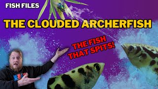 Freshwater Archerfish EVERYTHING you need to know Complete care guide [upl. by Direj64]