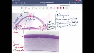 Histología del ojo globo ocular [upl. by Rinna]