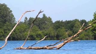 Belted Kingfisher Dive [upl. by Christoph979]