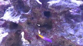 Bicolor Blenny vs Royal Gramma [upl. by Seaver]