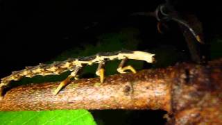 Lampyridae Beetle Larvae from the Yasuni [upl. by Carolynne]