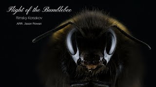 Flight Of The Bumblebee Techno Remix 2018 Rimsky Korsakov [upl. by Ivanna]