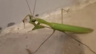 European mantis  Phasmids Praying mantis insects mantis photography natureinsects [upl. by Ulani847]