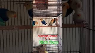 Beautiful Lovebirds 🐦 Love Birds🐦 Lovebirds Cuteness😍🐦lovebirds cuteness youtubeshorts shorts [upl. by Milon]