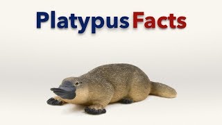 Platypus Facts [upl. by Selestina]