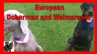 European Doberman and Weimaraner [upl. by Ciri]