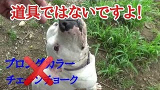 道具を使わなくなった理由チョークチェーン編Dog Rescue AampR [upl. by Clarine]