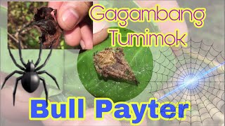 Gagamba Hunters “Ang Pagbabalik” Gagambang “Bull Payter” Gagambang Tumimok” [upl. by Koffler]