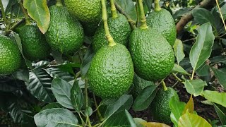 nutrientes para la floración en AGUACATE HASS y llenado de frutos✍️🥑🥑 [upl. by Calv906]