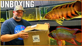 The Wet Spot Fish Store Unboxing Unveiling Unique and Captivating Fish [upl. by Livvyy]