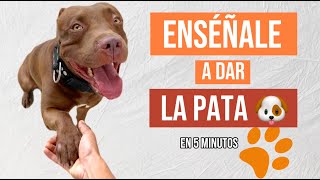 Como ENSEÑAR a tu PERRO a dar la PATA 🐶✅ Comando adicional 🔥 [upl. by Posehn]