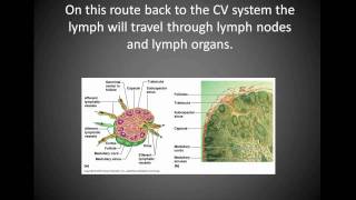 Lymph System Part I [upl. by Valry]