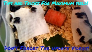 Raising and breeding mealworms Updated Videos In Description [upl. by Zita]