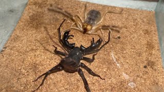 【夢対決】ヒヨケムシｖｓビネガロン Camel Spider VS Vinegaroon [upl. by Svoboda136]