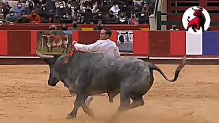 zaragoza spain bullfight  amazing scene in the bull bullfighting zaragoza bull animals sports [upl. by Carothers]