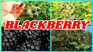 BLACKBERRY PICKING beapick asmr blackberry [upl. by Ahsaet]