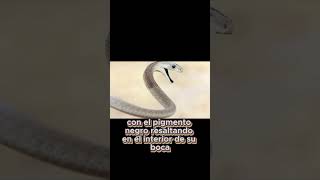 Una Sola Mordedura De Esta Serpiente Puede Desencadenar Una Cascada De Toxinas [upl. by Sirref]