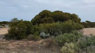 Free Camp 04 Nullarbor SA Unnamed Parking Area 22km West of Nullarbor Roadhouse Maps at End [upl. by Reeher]