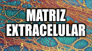 ¡Aprende que es la MATRIZ EXTRACELULAR 🧫🧫 Explicación RÁPIDA Y SENCILLA [upl. by Cousins]