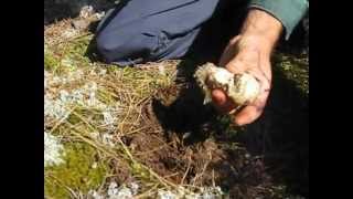 Initiation à la cueillette de MATSUTAKE [upl. by Jules]