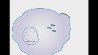 Oseltamivir And Zanamivir antiviral animation [upl. by Alister75]