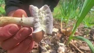 The Mushroom Every Garden Should Have Stropharia  Wine Cap [upl. by Latsyrk]