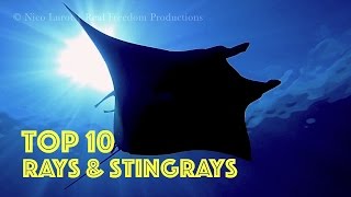 TOP 10 Rays amp Sting Rays HD [upl. by June]