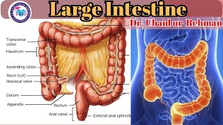 89 Large Intestine  Absorption of Water amp Defecation  Class 9  Biology [upl. by Hcardahs]