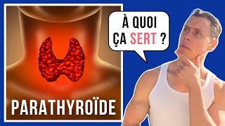 Tout savoir sur les Parathyroïdes  système endocrinien 03 [upl. by Osnohpla733]