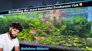 Breeding Rainbow Shiners🌈 Secret Technique  MUST WATCH [upl. by Aisa]