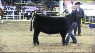 Junior Angus Female Show 2012 National Western Stock Show [upl. by Nasho]