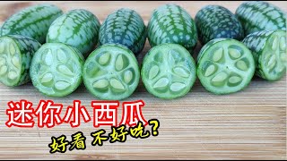 一株能结上百个，原本是装饰性植物，它就是老鼠瓜，也叫墨西哥酸黄瓜 【如何种植拇指西瓜】How to Grow The Worlds Smallest Watermelon [upl. by Hebbe385]