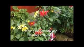 Dahlia Bishops Children and clangers mix From seed Help and care [upl. by Nnairam604]