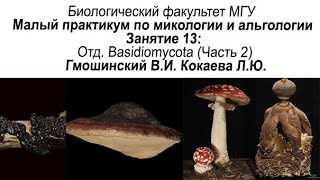 Малый практикум 13 занятие Отд Basidiomycota часть 2 [upl. by Columbyne]