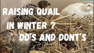 Do’s and Dont’s for Raising Quail in Winter [upl. by Nitaj]