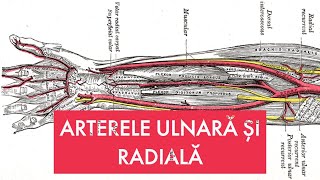 Artera ulnară și artera radială Arcuri anastomotice realizate de cele două [upl. by Assirehs446]