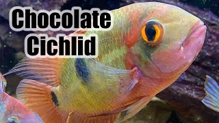 Chocolate Cichlid  Care Guide amp Species Profile [upl. by Hannavahs]