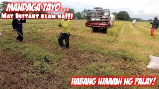 Buhay Bukid  Paghuli ng daga sa Palayan  Macki Moto [upl. by Aehsat682]