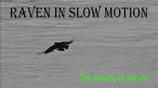 Raven flies in slow motion over a river  beautiful black raven in flight [upl. by Jacenta]