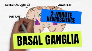 2Minute Neuroscience Basal Ganglia [upl. by Leonhard672]